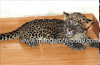 Niddodi : Leopard cub rescued from well by forest personnel